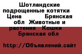 Шотландские подрощенные котятки. › Цена ­ 2 000 - Брянская обл. Животные и растения » Кошки   . Брянская обл.